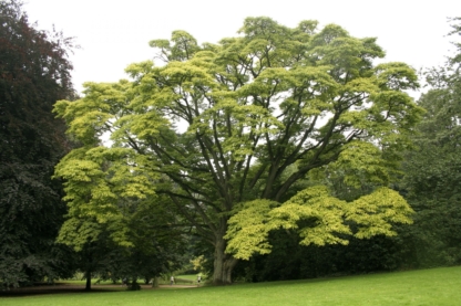 Бархат амурский, пробковое дерево, Phellodendron amurense, саженцы, лесосад