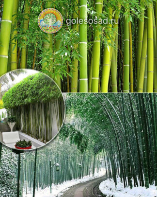 Бамбук гигантский, мосо, семена, лесосад
